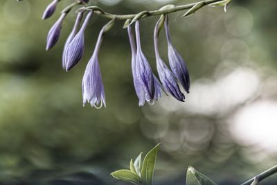 Close-up of purple flowering plant