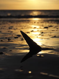 Silhouette bird in sea during sunset