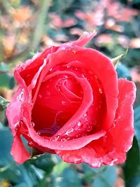 Close-up of wet rose