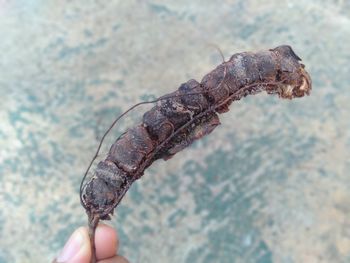 Close-up of hand holding stick