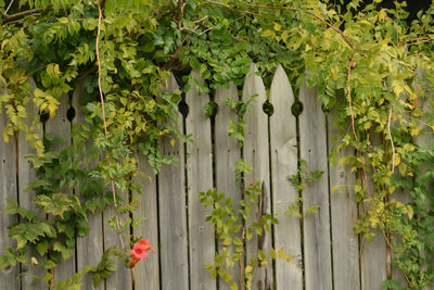 Ivy growing on plant by fence