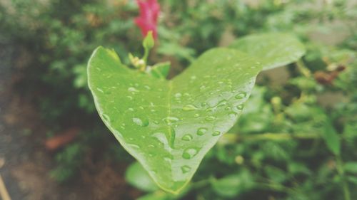 Close-up of raindrops on leaf