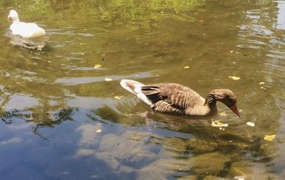 Swans swimming in lake