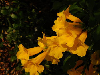 Close-up of yellow flowers blooming outdoors