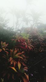 Close-up of plants against trees