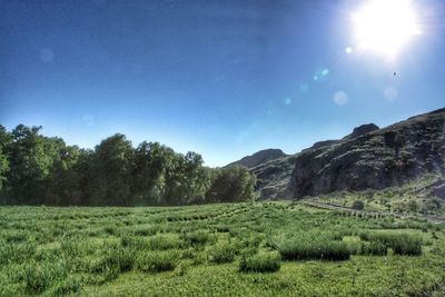 Scenic view of field against bright sun