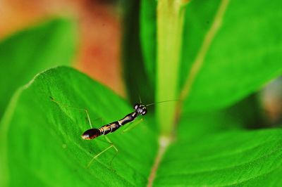 Close-up of insect on leaf