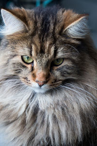 Close-up portrait of a cat