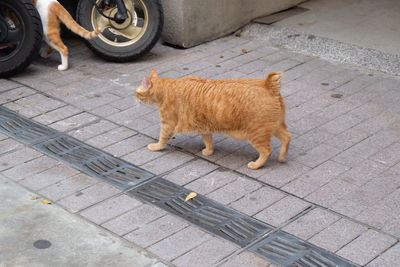 High angle view of a cat