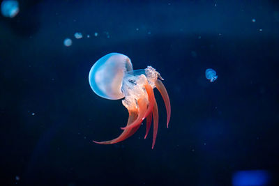 Close-up of jellyfish swimming in sea