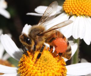 Close-up of honey bee on flower