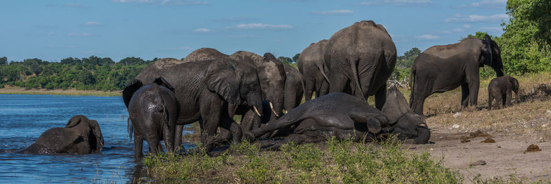 Elephant family by river against sky