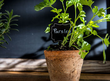 Close-up of potted plant on table