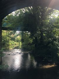 Scenic view of forest