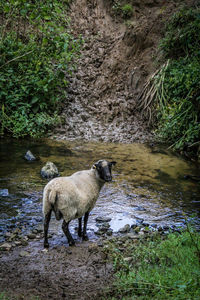 View of dog standing in river