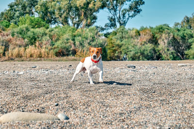 Adorable dog jack russell terrier playing on the pebble beach. spending time with pet. 