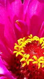 Macro shot of pink flower