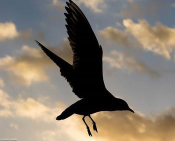 Low angle view of bird flying against cloudy sky