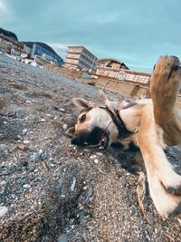 High angle view of dog on beach