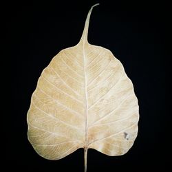 Close-up of leaf over black background