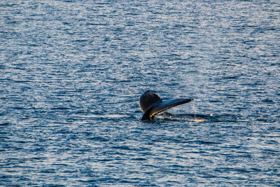 View of fish swimming in sea