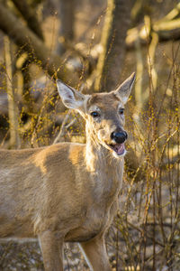 Portrait of deer