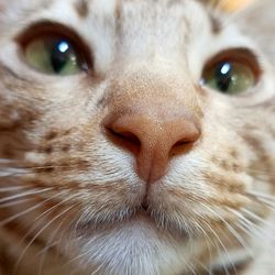 Close-up portrait of cat