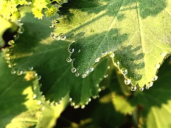 Close-up of raindrops on leaves