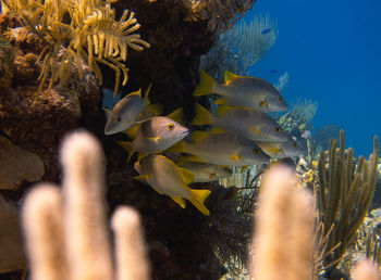 Close-up of fish swimming in sea