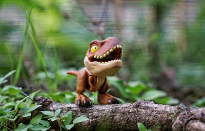 Close-up of a reptile on a land