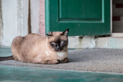 Portrait of cat staring while sitting on doormat