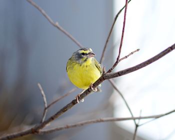 Close-up of bird perching on branch