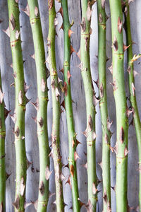 Full frame shot of bamboo plants