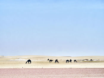 Scenic view of desert and camels against clear sky