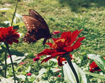 Close-up of butterfly on red flowers