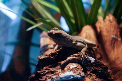 Close-up of lizard on rock