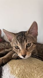Close-up portrait of cat