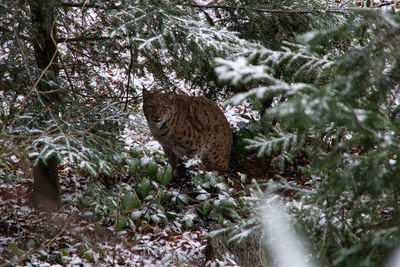 View of a cat on snow covered land