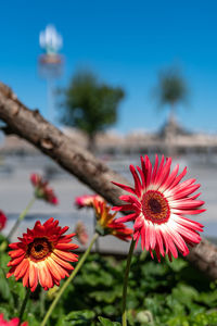 Close-up of red flowering plant against sky