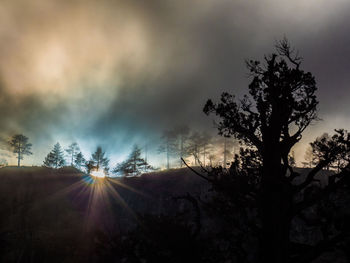 Silhouette trees against sky during sunset