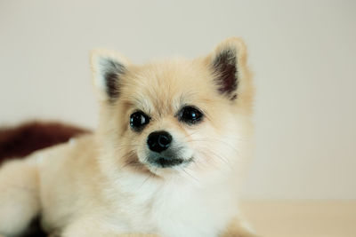 Close-up portrait of a dog