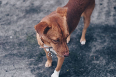 High angle view of dog on street in city