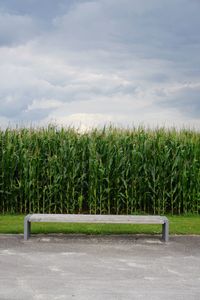 Crops growing on field against sky