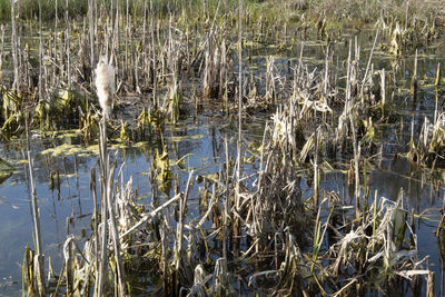 Grass in a lake