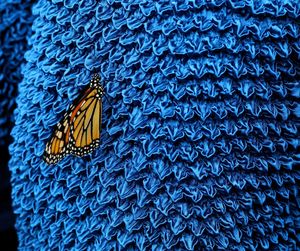 Close-up of butterfly on blue textile 