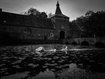 View of swan by river