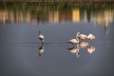 Ducks on a lake