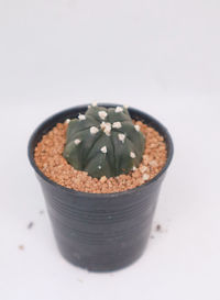 Close-up of potted plant against white background