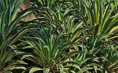 Full frame shot of plants