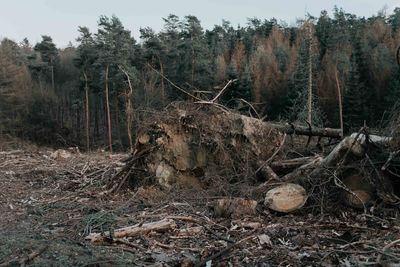 Dead tree on field in forest